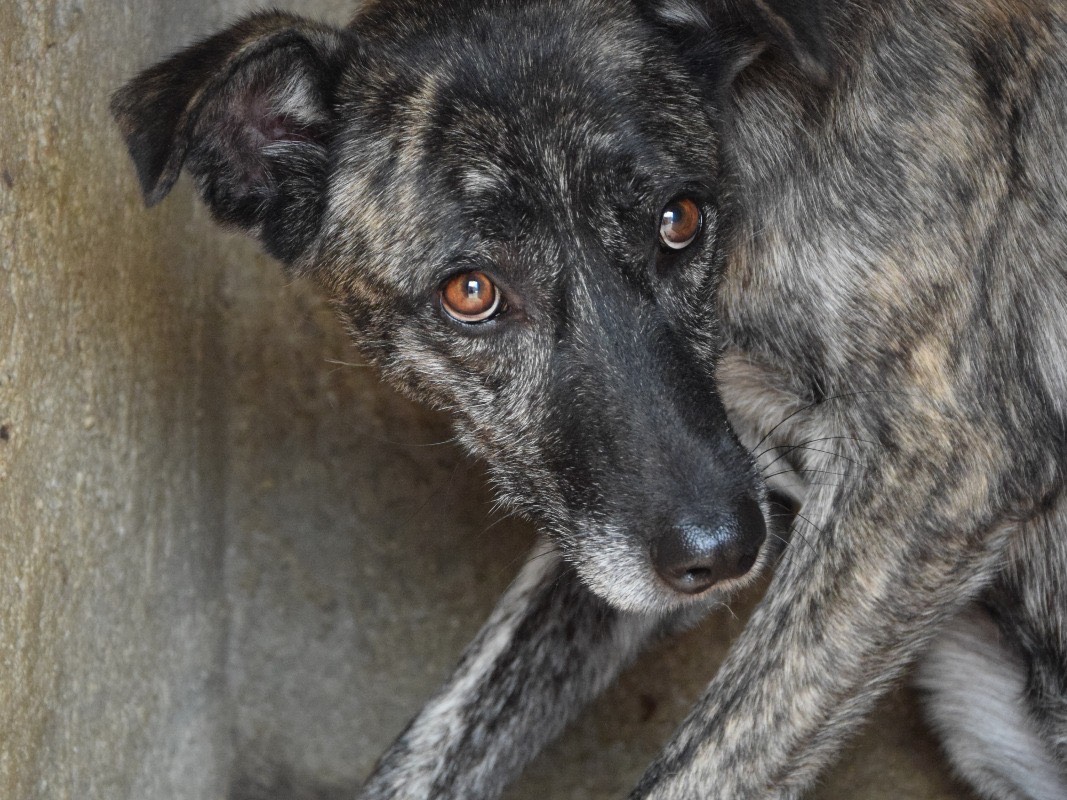Adozione cane, femmina, Razza sconosciuta Razza sconosciuta, 4 anni e 3 mesi, taglia media, Pescara