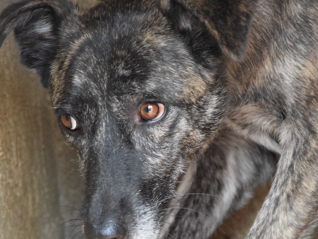 Adotta un cane, femmina, 4 anni e 3 mesi, Pescara