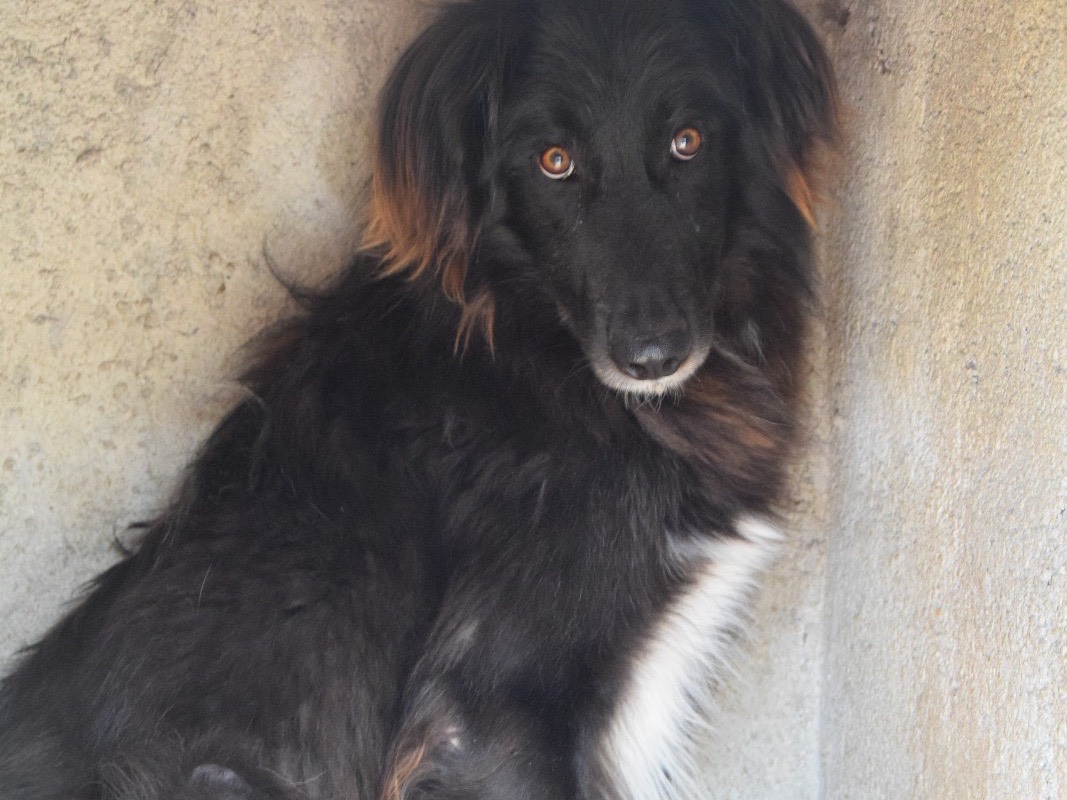 Adotta un cane, maschio, 4 anni e 3 mesi, Pescara