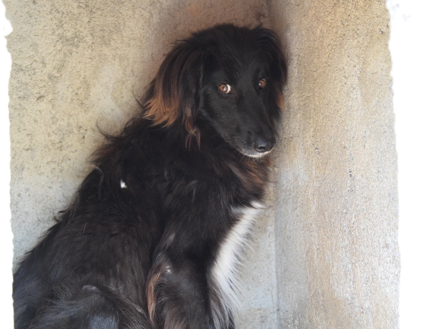 Adotta un cane, taglia media, maschio, Pescara