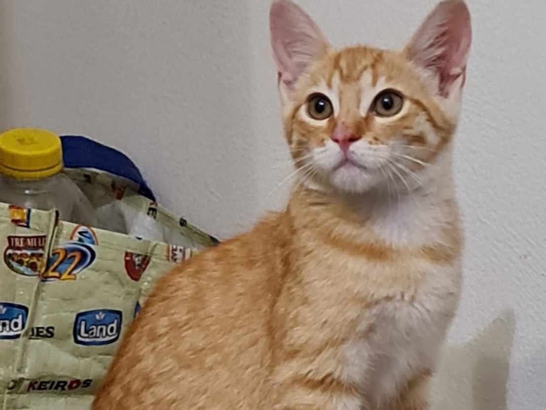 Adozione gatto, maschio, Razza sconosciuta Razza sconosciuta, 5 mesi, taglia non valida, Lecco