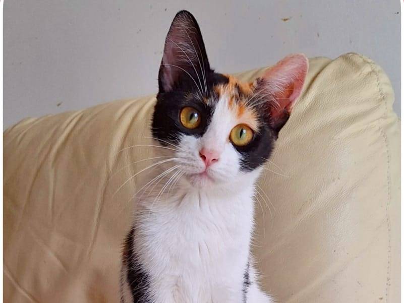 Adozione gatto, femmina, Razza sconosciuta Razza sconosciuta, 5 mesi, taglia non valida, Ferrara