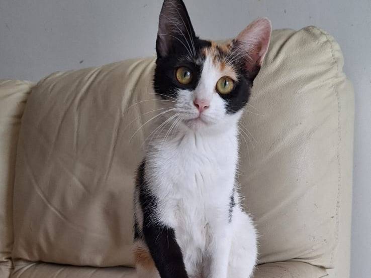Adotta un gatto, taglia non valida, femmina, Ferrara