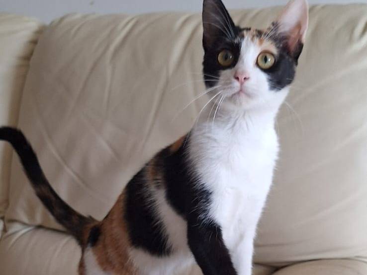 Vuoi adottare un gatto a Ferrara?