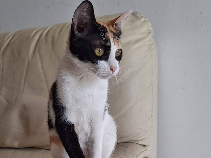 Adotta il gatto Kate a Ferrara