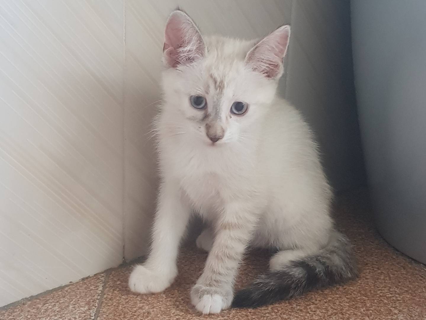 Adotta un gatto, femmina, 4 mesi, Parma