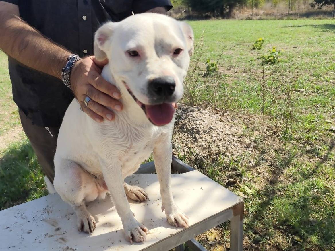 Adozione cane, maschio, Pitbull Razza sconosciuta, 2 anni e 4 mesi, taglia grande, Caserta