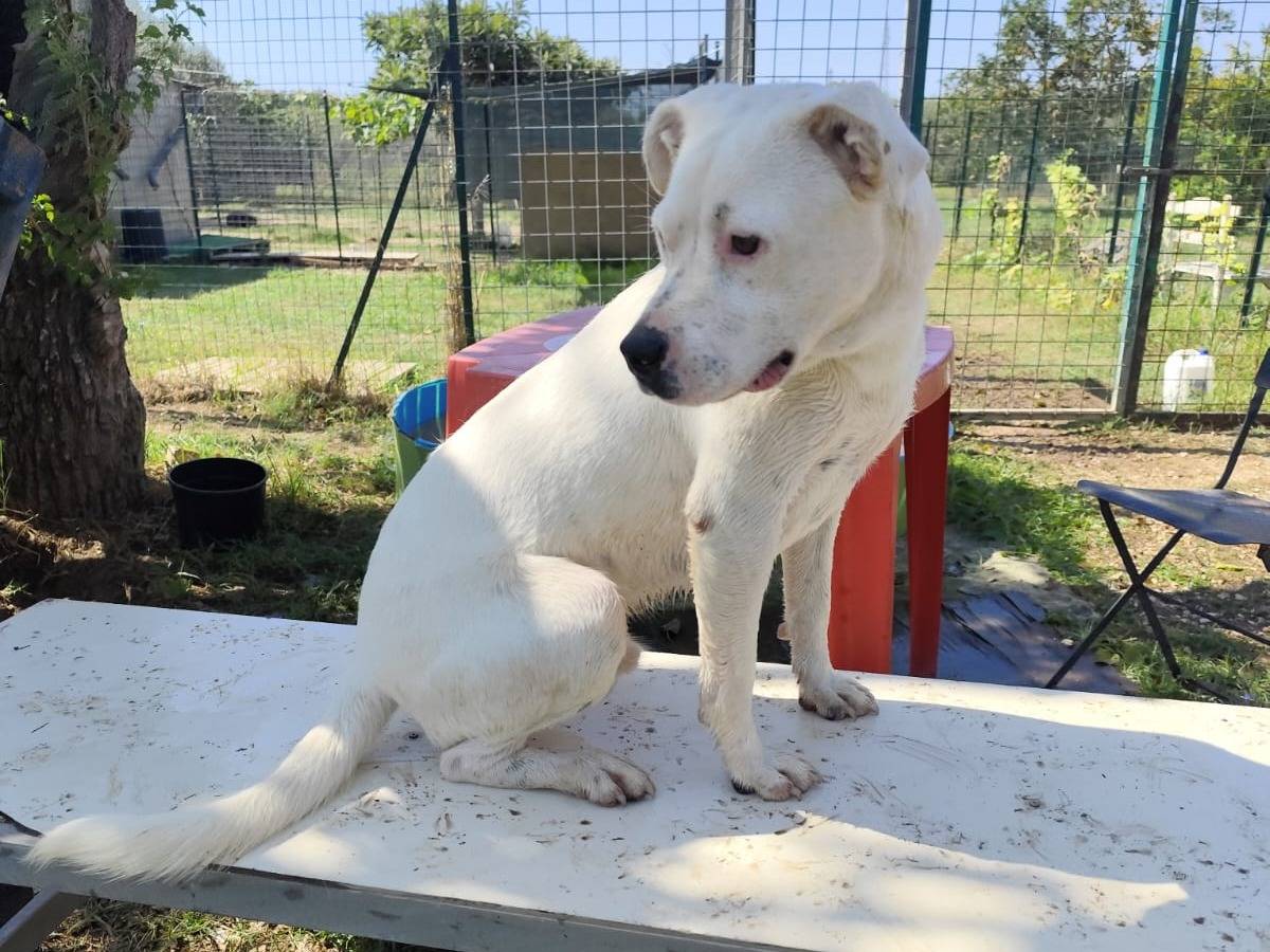 Adotta un cane, maschio, 2 anni e 4 mesi, Caserta