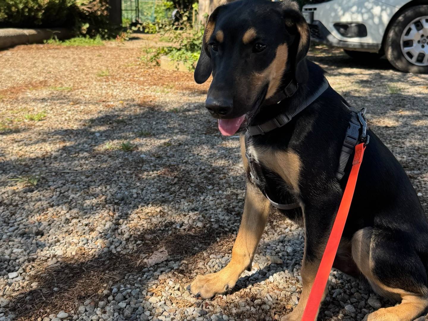 Adotta un cane, maschio, 3 mesi, Milano