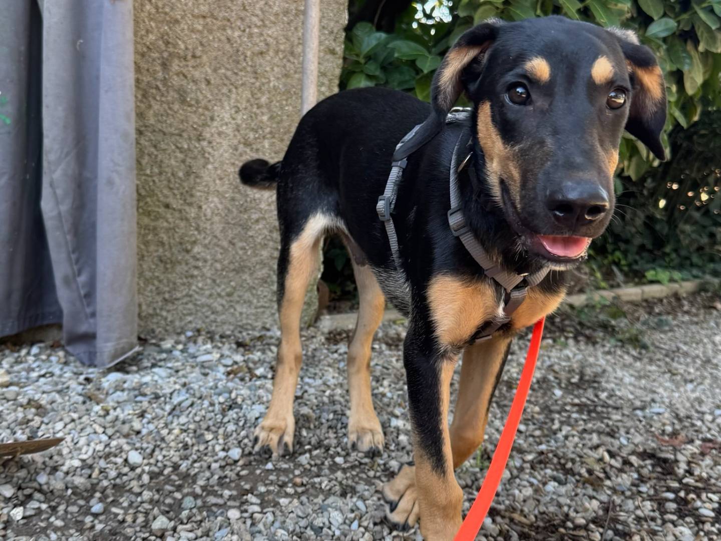 Adotta un cane, taglia media, maschio, Milano