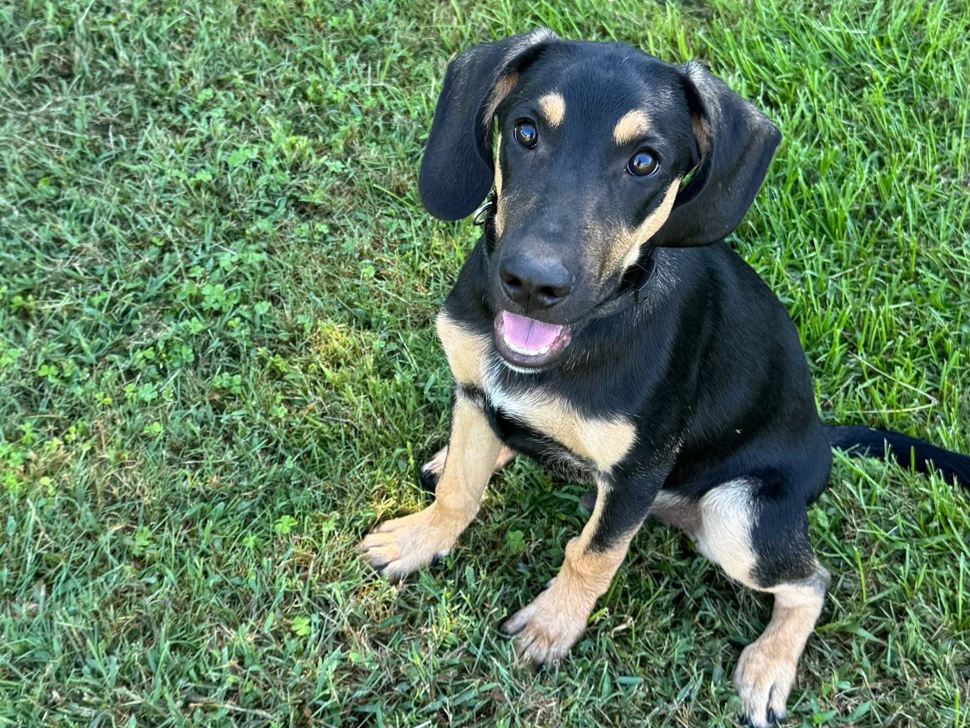 Adozione cane, maschio, Segugio Razza sconosciuta, 3 mesi, taglia media, Milano