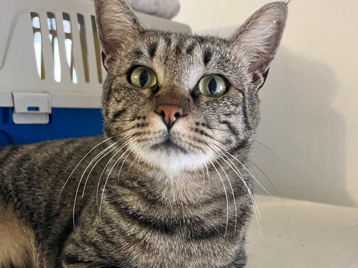 Adozione gatto, maschio, Razza sconosciuta Razza sconosciuta, 3 anni e 4 mesi, taglia non valida, Padova