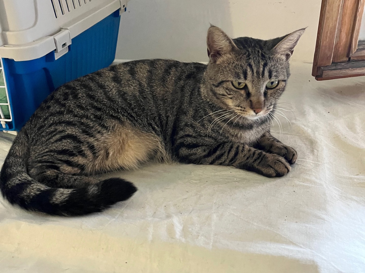 Adotta un gatto, maschio, 3 anni e 4 mesi, Padova