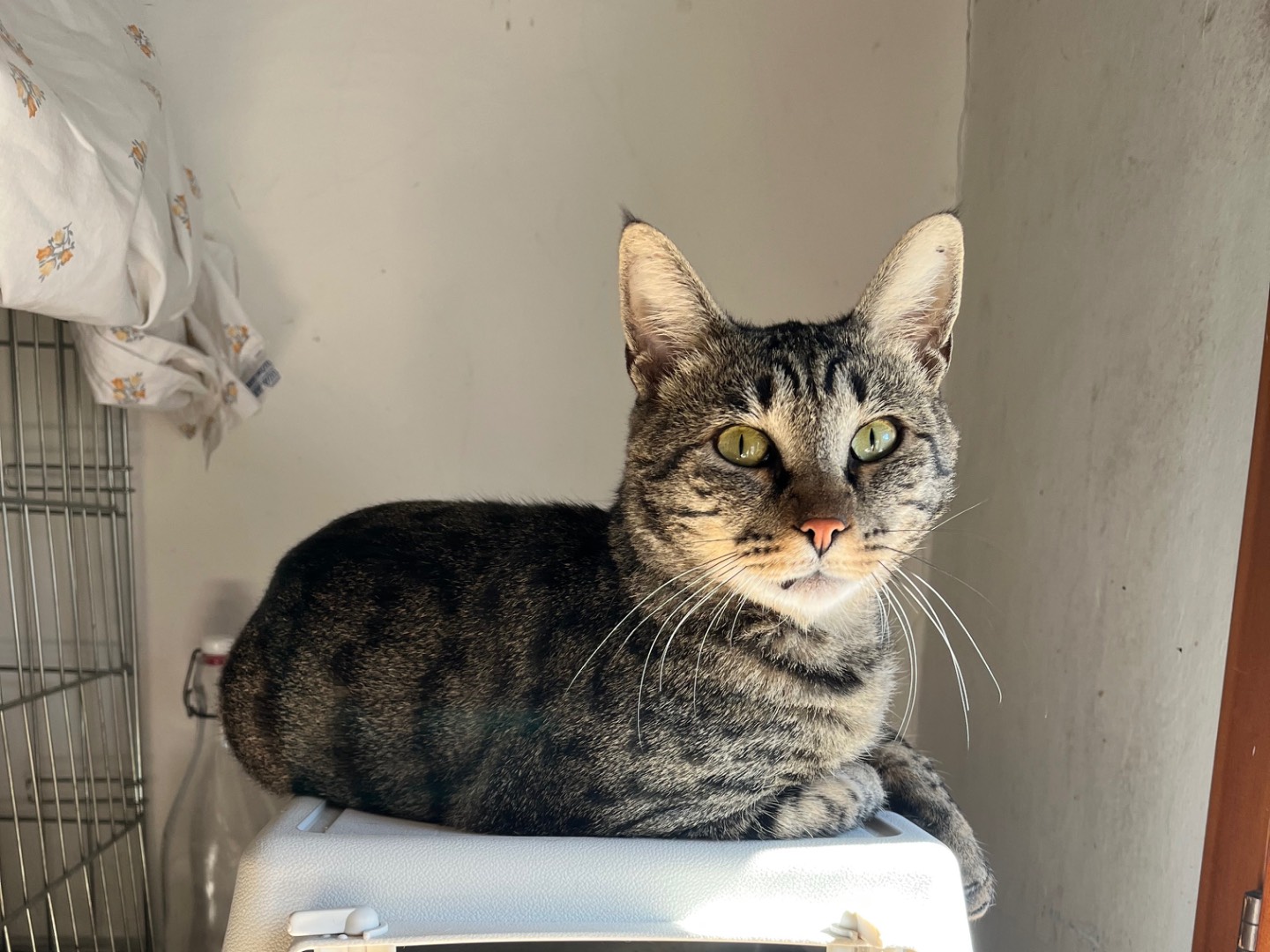 Adotta un gatto, taglia non valida, maschio, Padova