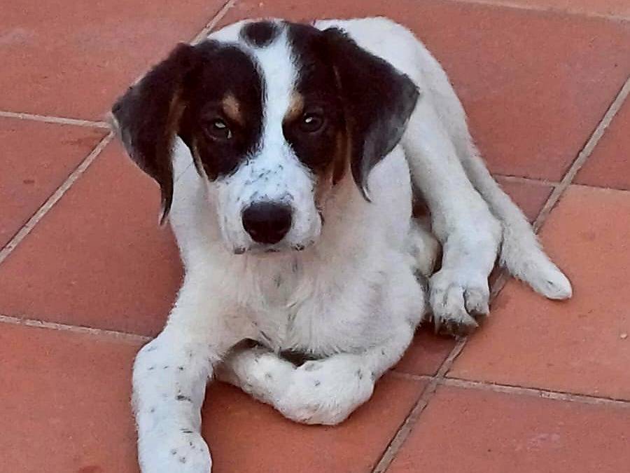 Foto 2 dell'animale