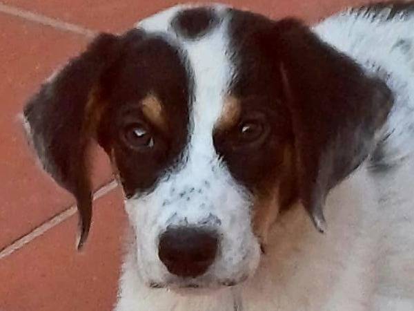 Foto 3 dell'animale