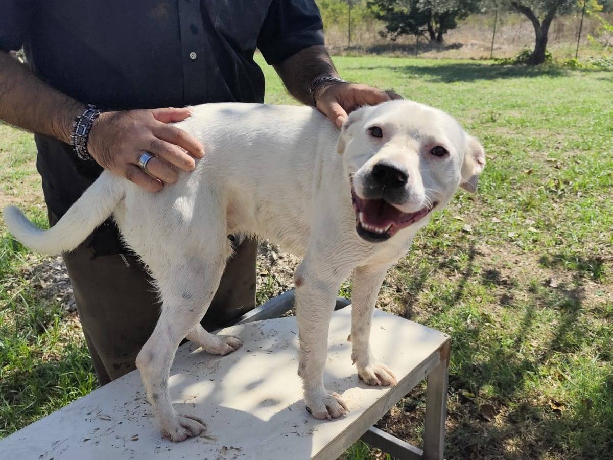 Adotta un cane, taglia grande, maschio, Caserta
