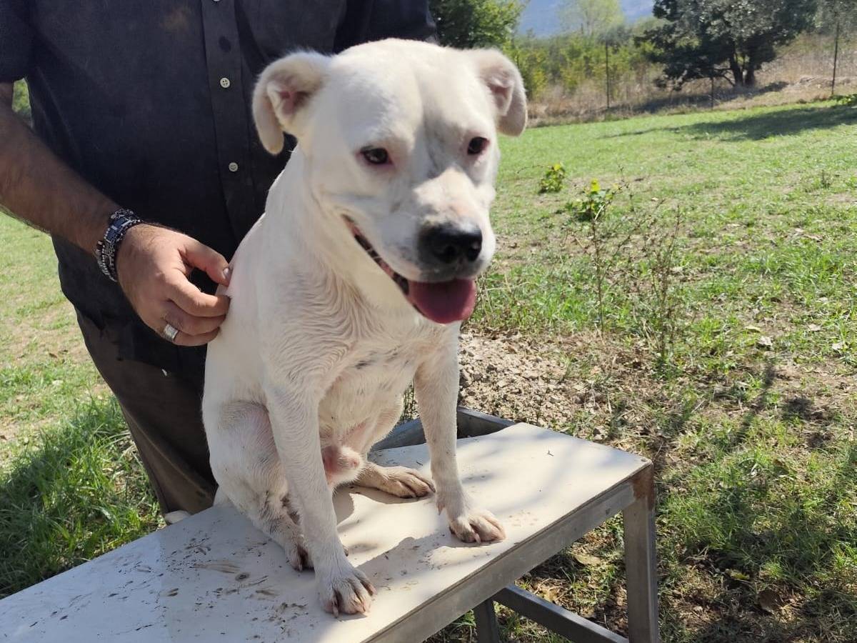 Vuoi adottare un cane a Caserta?
