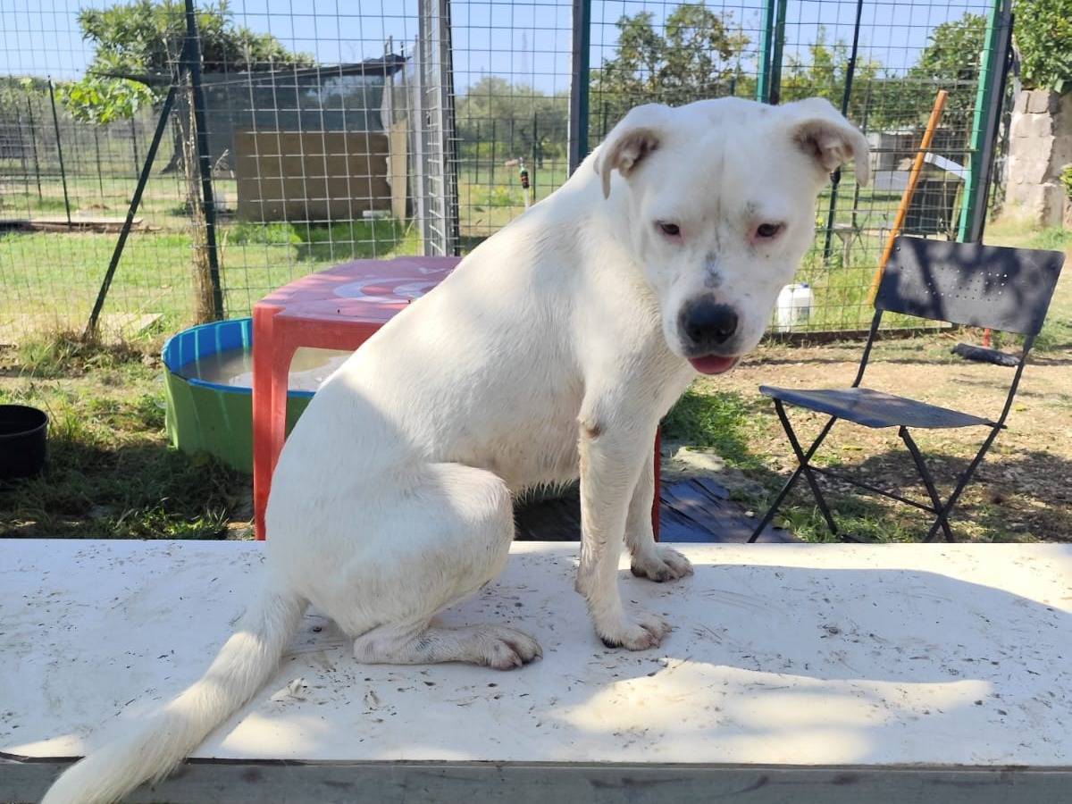 Adotta il cane SIMBA a Caserta