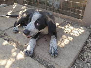 Adozione cane, maschio, Razza sconosciuta Razza sconosciuta, 3 mesi, taglia media, Avellino