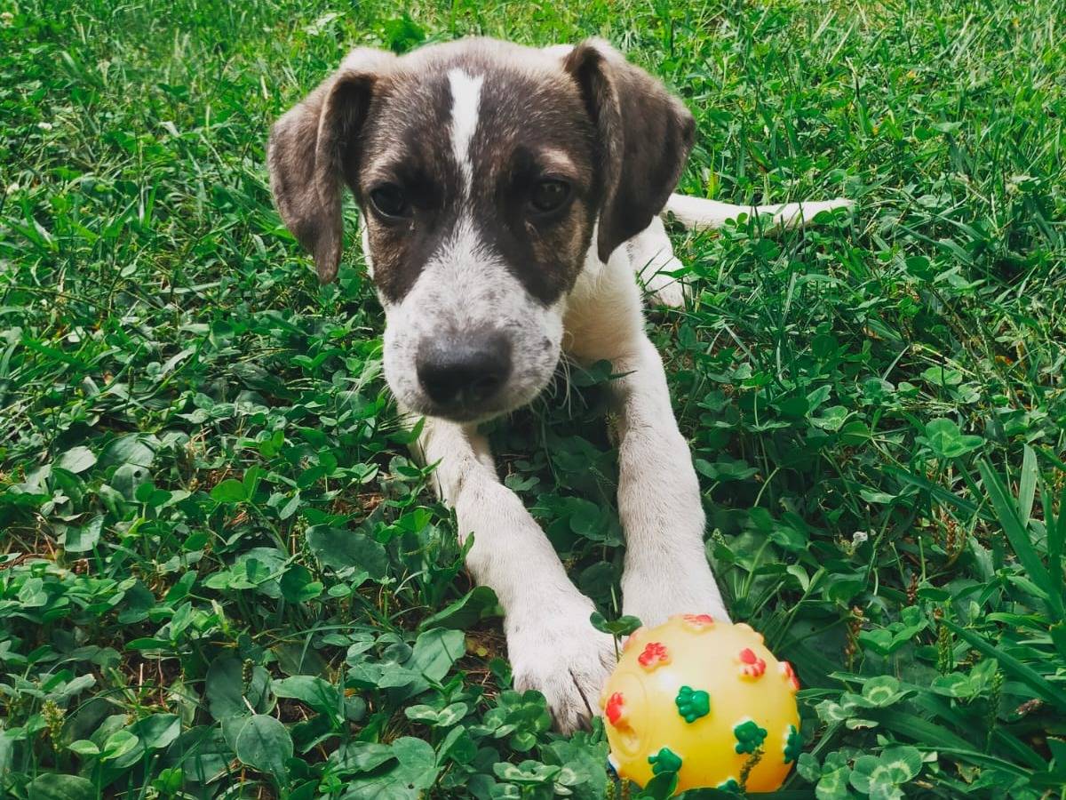 Adozione cane, maschio, Razza sconosciuta Razza sconosciuta, 2 mesi, taglia media, Avellino