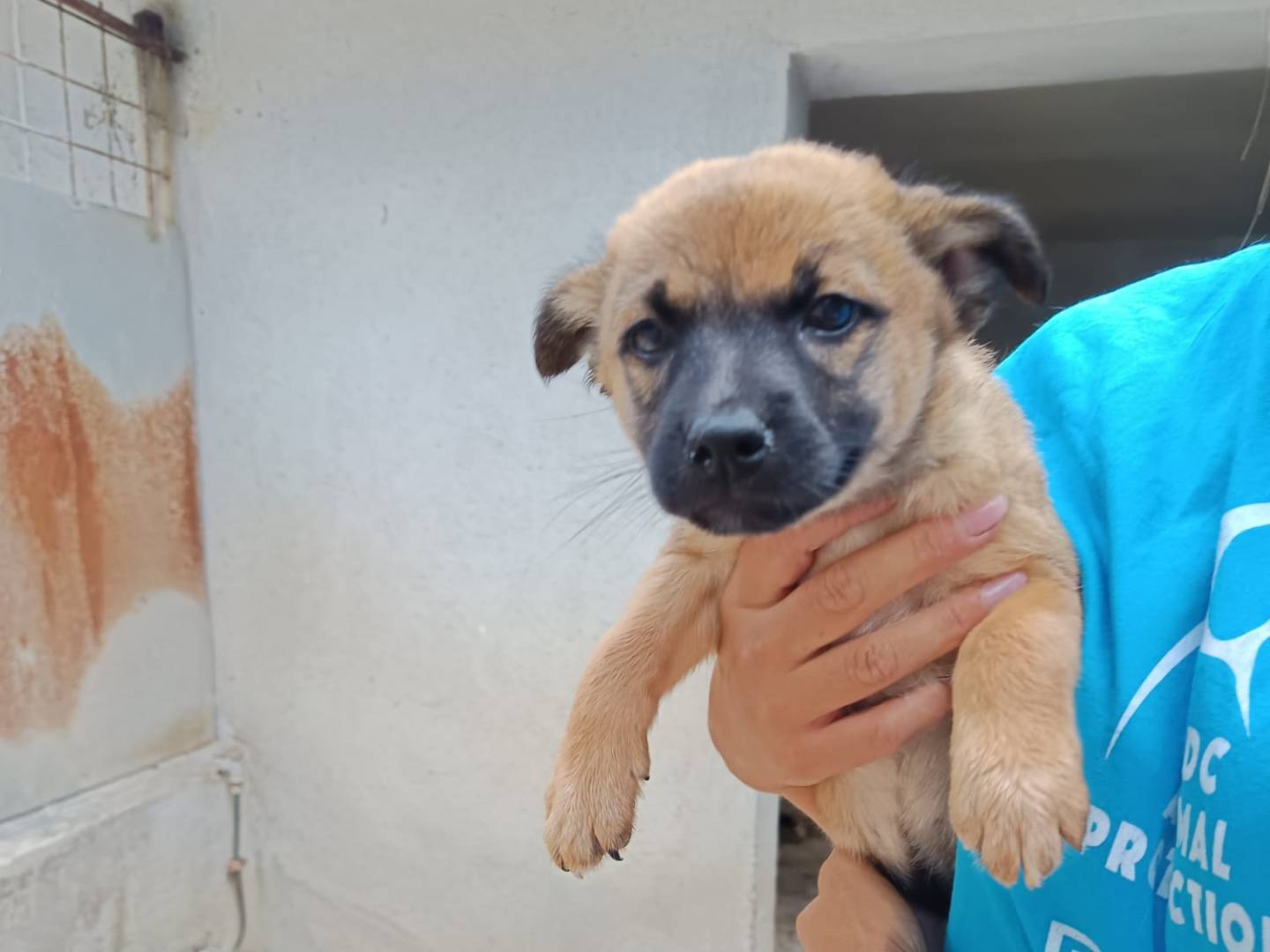 Adozione cane, femmina, Razza sconosciuta Razza sconosciuta, 2 mesi, taglia media contenuta, Avellino