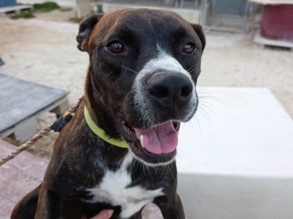Adozione cane, maschio, Pitbull Razza sconosciuta, 2 anni e 3 mesi, taglia grande, Siracusa