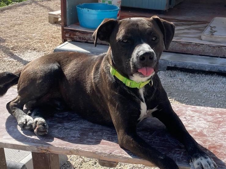 Adotta un cane, maschio, 2 anni e 3 mesi, Siracusa