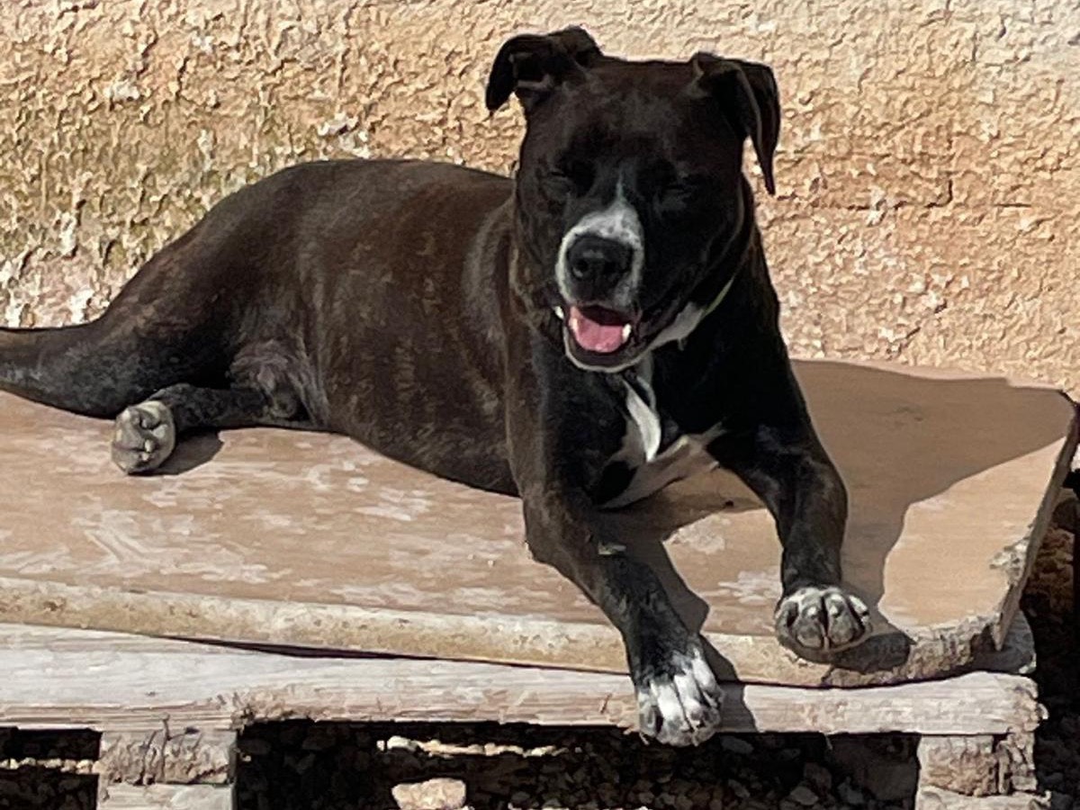 Vuoi adottare un cane a Siracusa?