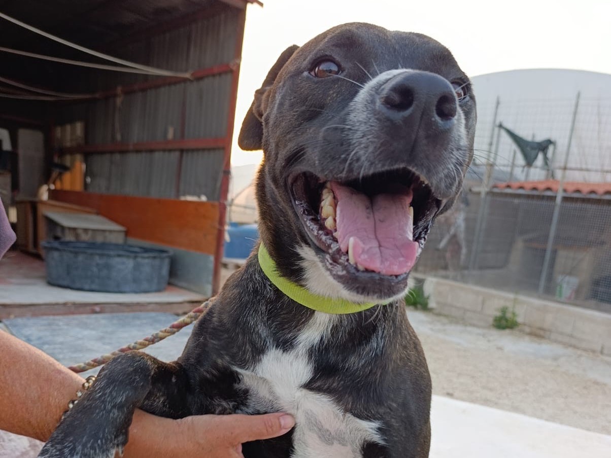 Adotta il cane Spank  a Siracusa
