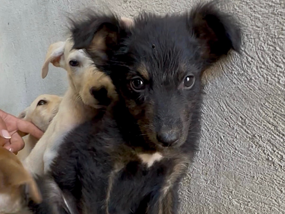 Adozione cane, maschio, Razza sconosciuta Razza sconosciuta, 3 mesi, taglia media, Padova