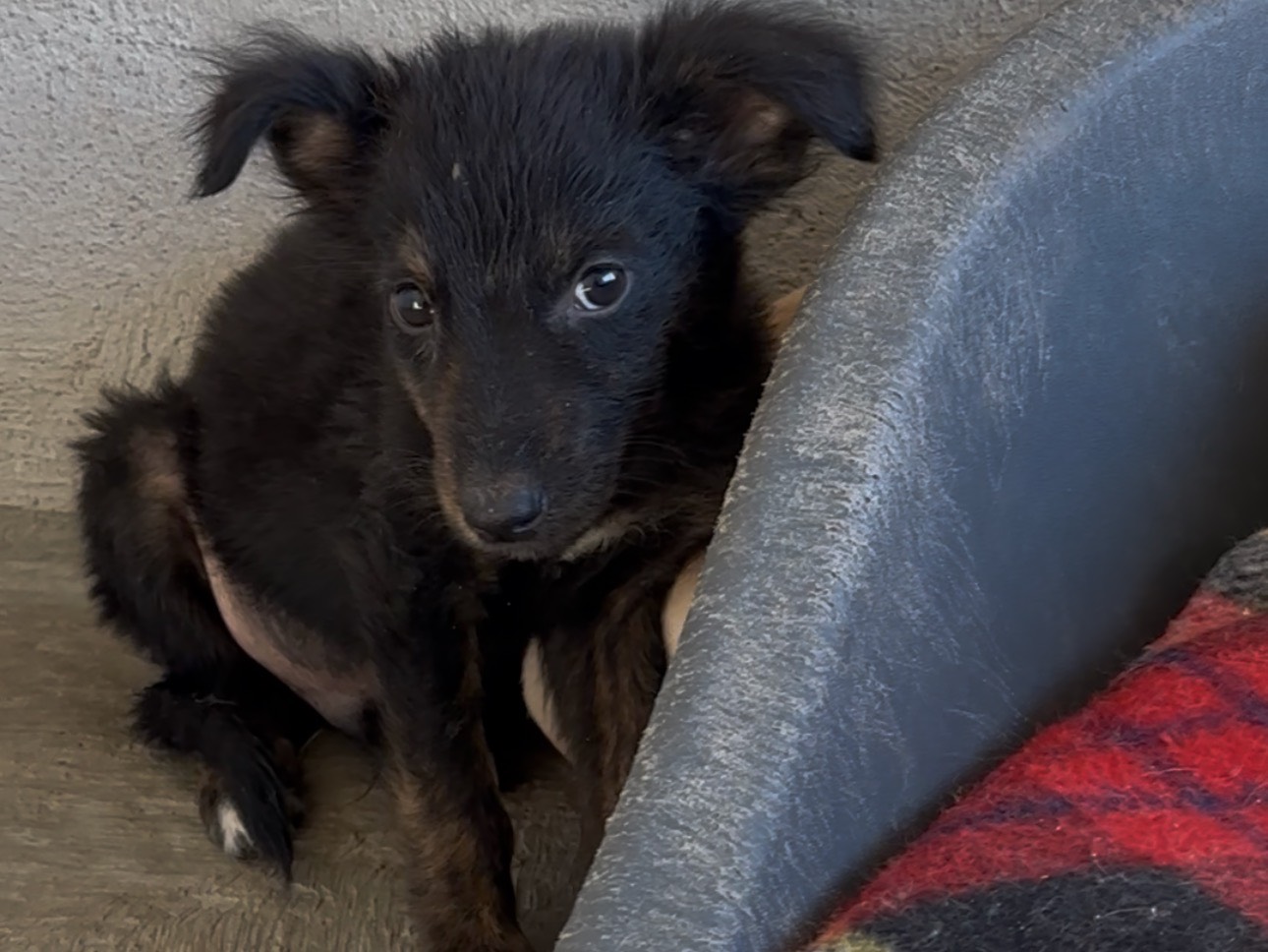 Adotta un cane, maschio, 3 mesi, Padova