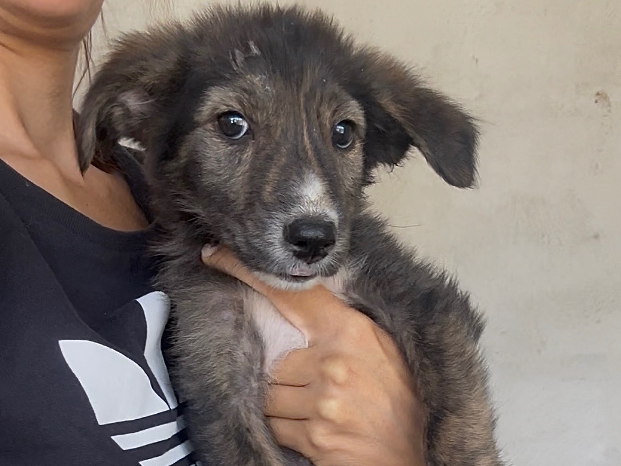 Adozione cane, maschio, Razza sconosciuta Razza sconosciuta, 3 mesi, taglia media, Bologna