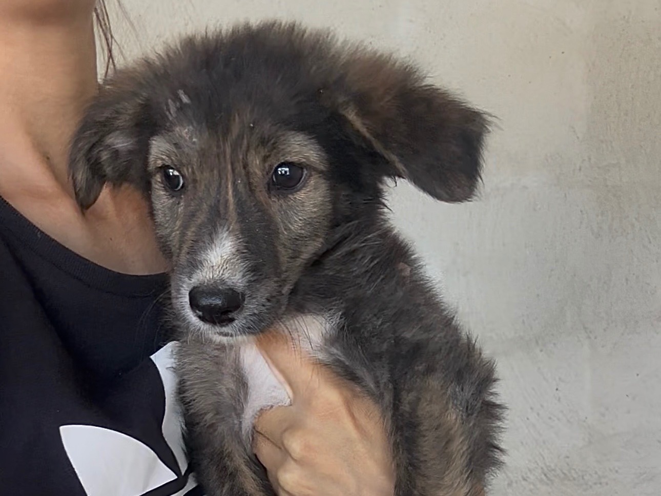 Adotta un cane, maschio, 3 mesi, Bologna