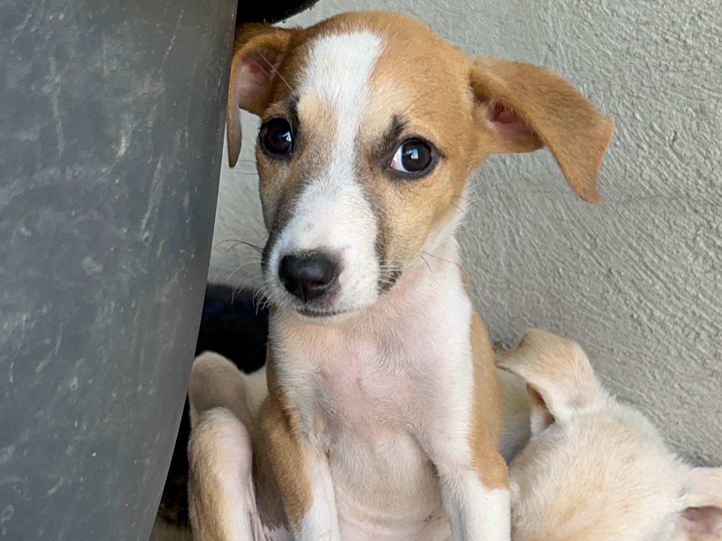 Adozione cane, femmina, Razza sconosciuta Razza sconosciuta, 3 mesi, taglia media, Torino