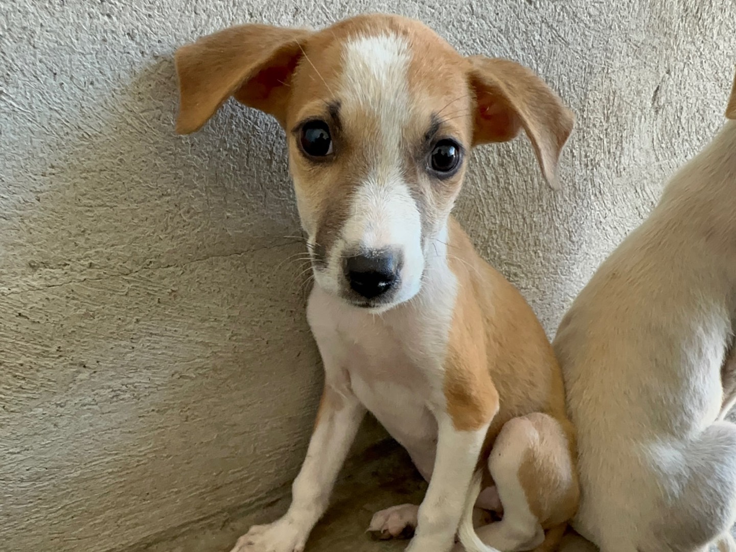 Adotta un cane, femmina, 3 mesi, Torino