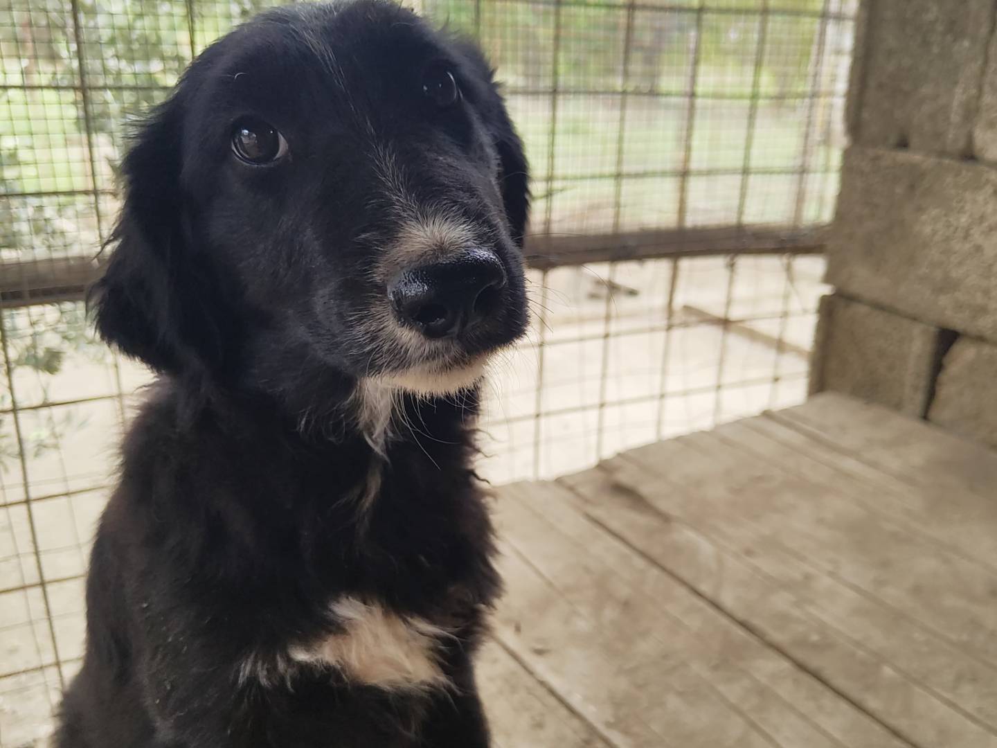 Adozione cane, femmina, Razza sconosciuta Razza sconosciuta, 4 mesi, taglia media, Avellino