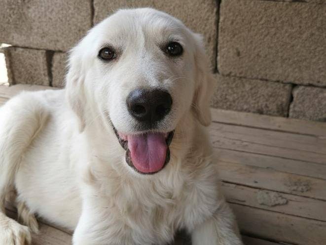 Adozione cane, maschio, Pastore maremmano Golden Retriever, 5 mesi, taglia grande, Avellino
