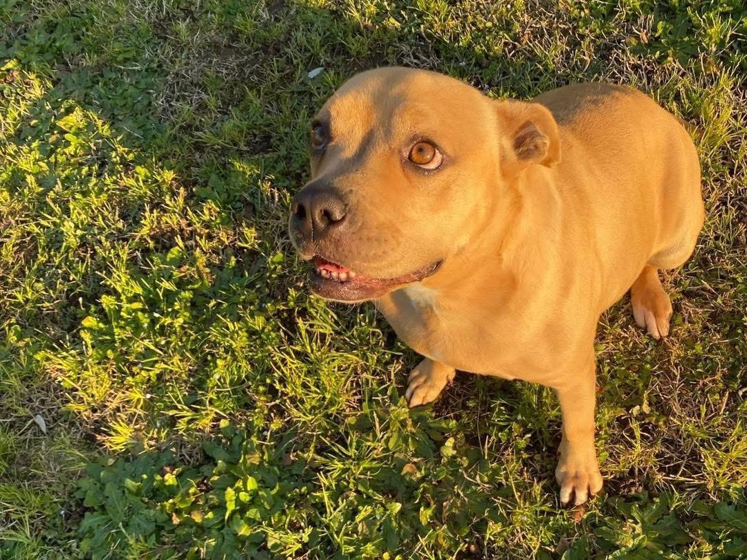 Adotta un cane, femmina, 3 anni e 7 mesi, Caserta