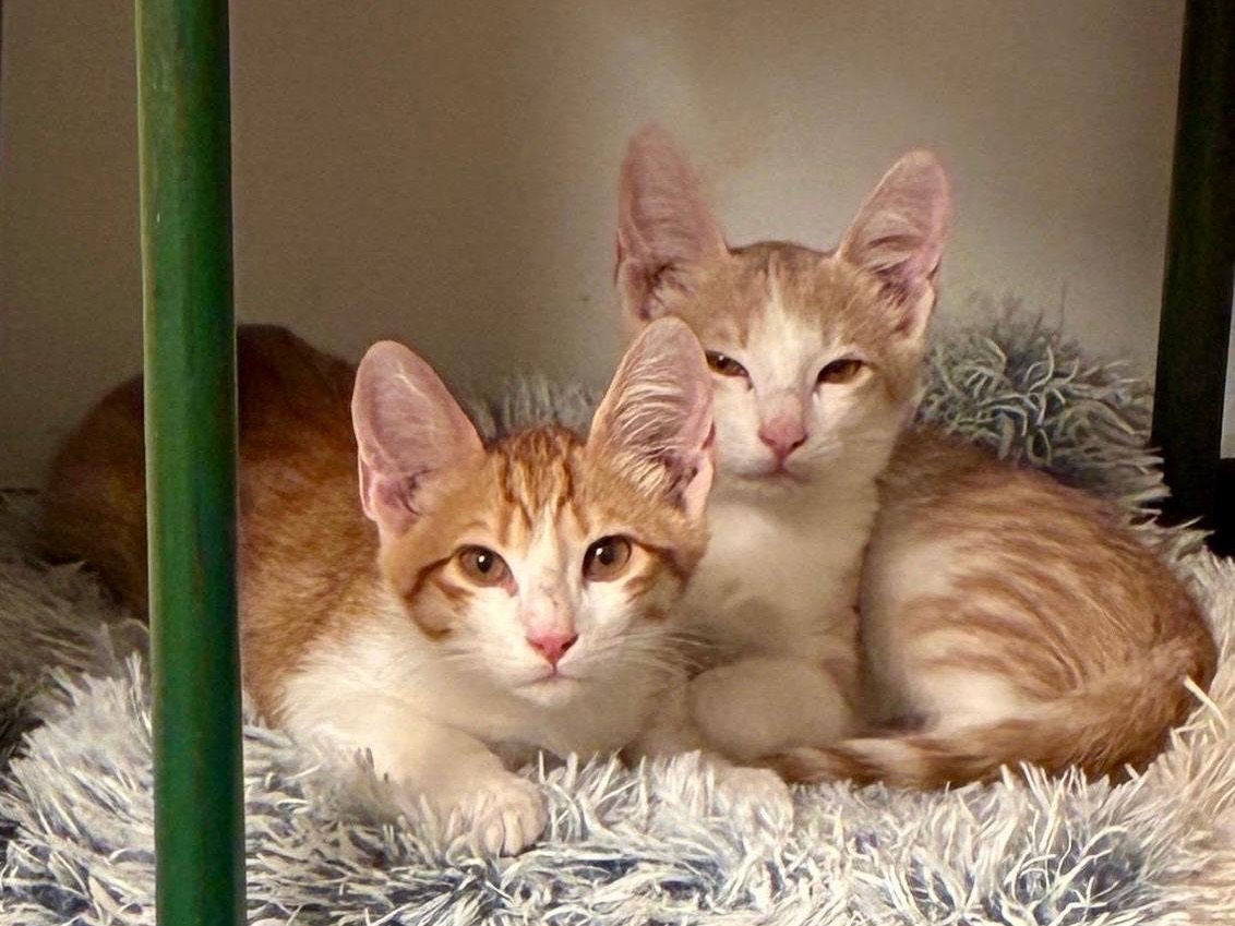 Adozione gatto, maschio, Razza sconosciuta Razza sconosciuta, 2 mesi, taglia non valida, Roma