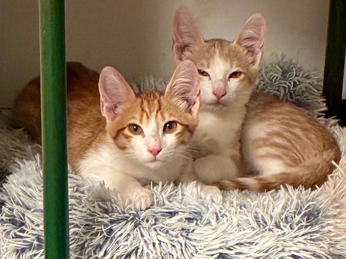 Adozione gatto, maschio, Razza sconosciuta Razza sconosciuta, 3 mesi, taglia non valida, Roma