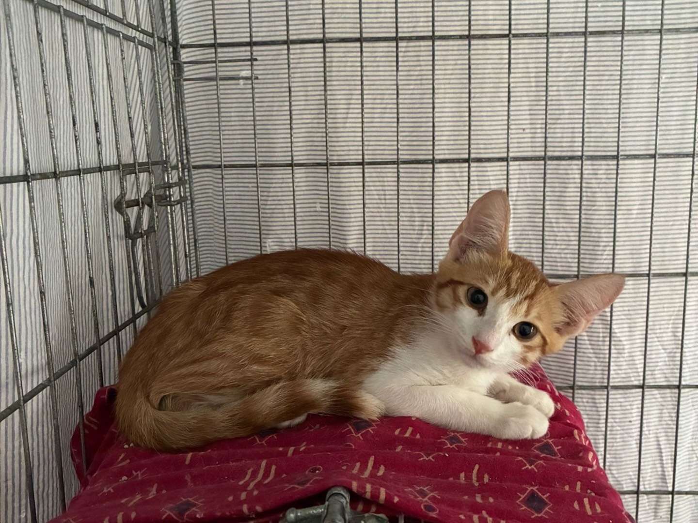 Adotta un gatto, maschio, 3 mesi, Roma