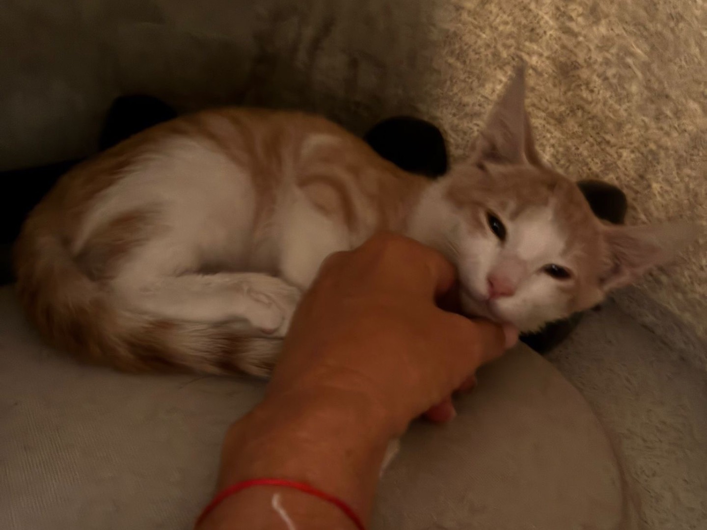Adotta un gatto, maschio, 2 mesi, Roma