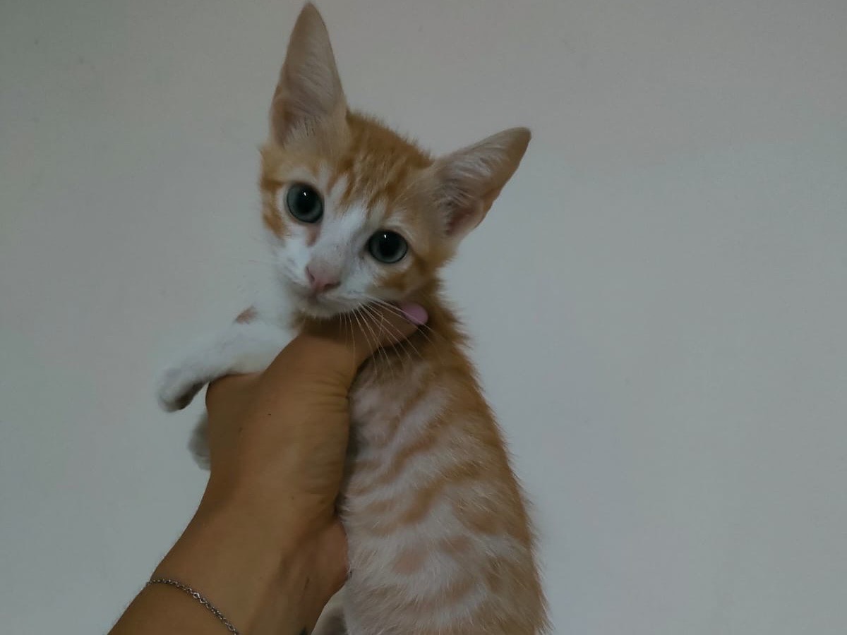 Adozione gatto, femmina, Razza sconosciuta Razza sconosciuta, 2 mesi, taglia non valida, Bari