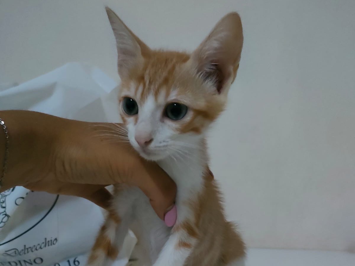 Adotta un gatto, femmina, 2 mesi, Bari