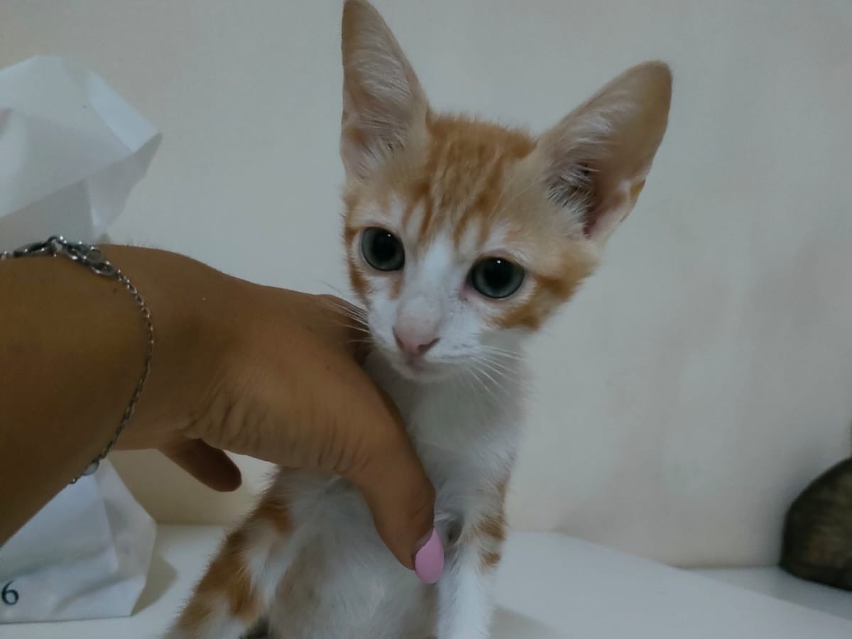 Adotta un gatto, taglia non valida, femmina, Bari