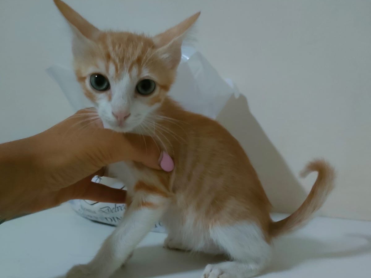 Vuoi adottare un gatto a Bari?