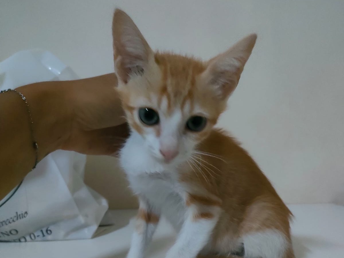 Adotta il gatto Mango Annalis a Bari