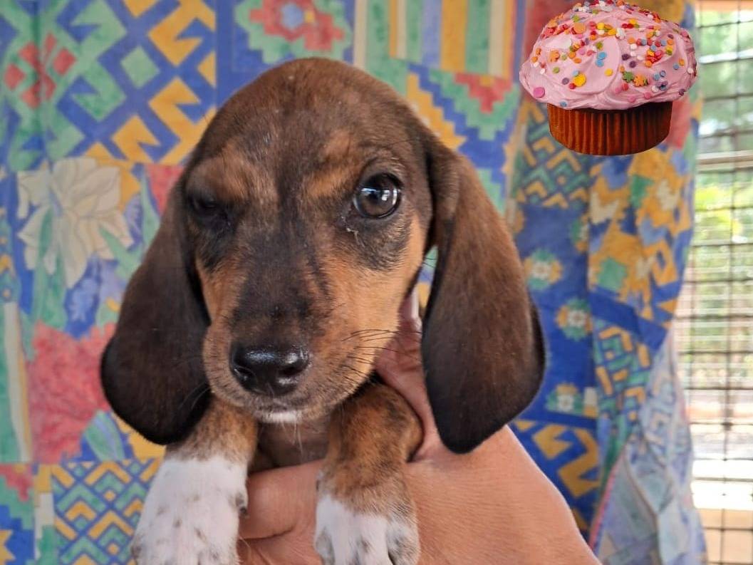 Adozione cane, maschio, Segugio Razza sconosciuta, 3 mesi, taglia media, Venezia