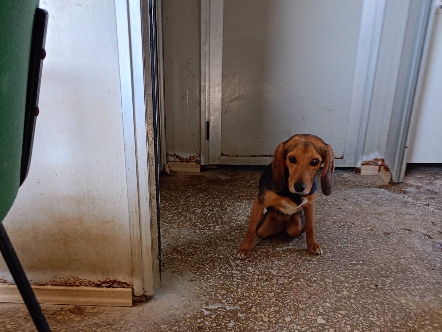Adozione cane, femmina, Segugio Razza sconosciuta, 3 anni e 5 mesi, taglia piccola, Ragusa